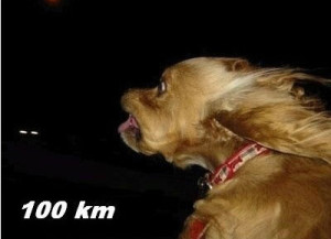dog-100km