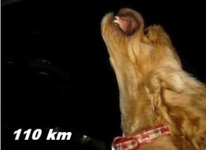 dog-110
