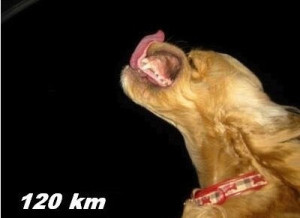 dog-120