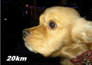 dog-20km