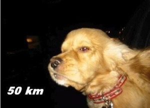dog-50km