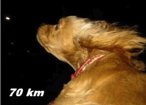 dog-70km