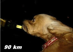 dog-90km